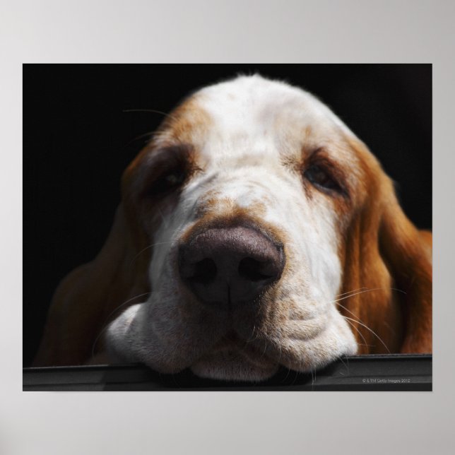 Póster Un perro de Basset descansando en la cabeza (Frente)
