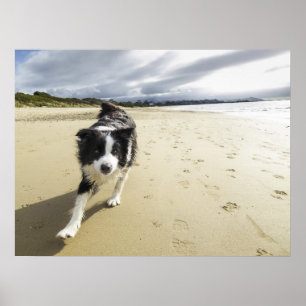 Póster Un perro del border collie que corre en la playa