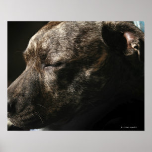 Póster Un perro del pitbull el dormir