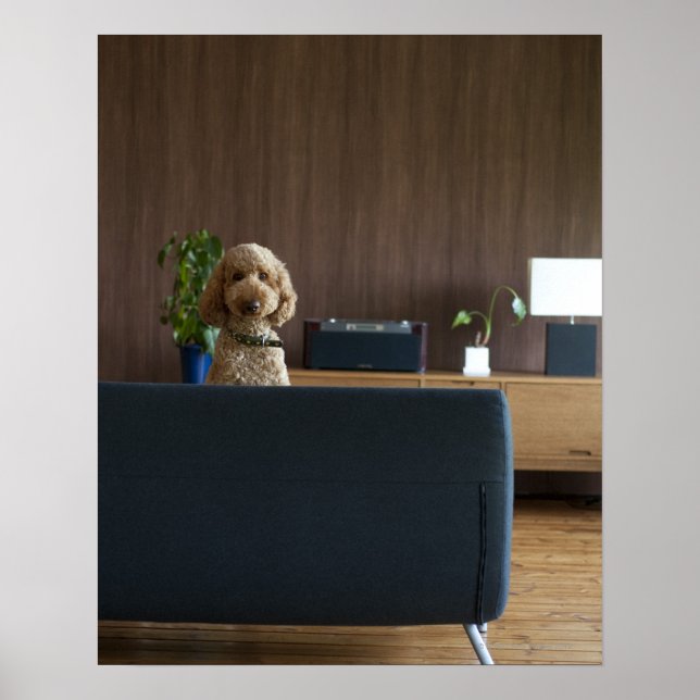 Póster Un perro en la sala de ríos (Frente)