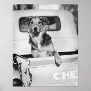 Póster Un perro en un auto.