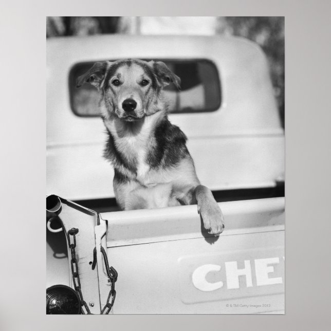 Póster Un perro en un auto. (Frente)