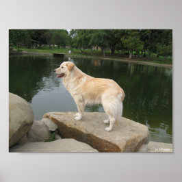 Póster Un perro en un estanque
