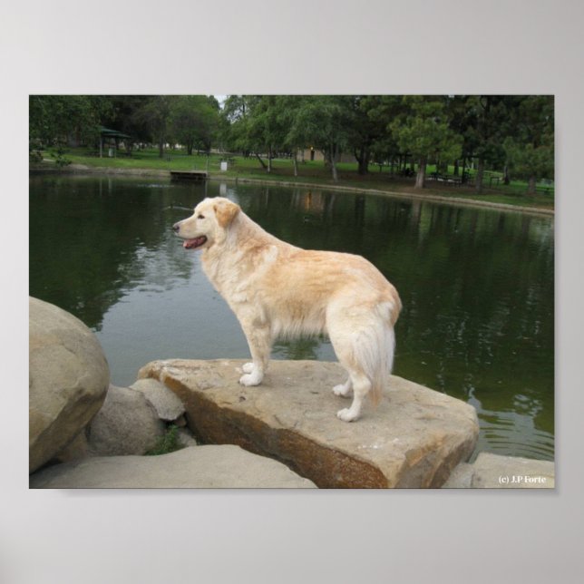 Póster Un perro en un estanque (Frente)