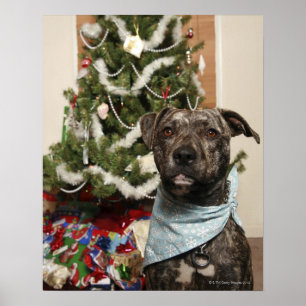 Póster Un pitbullón posando para un retrato de Navidades.