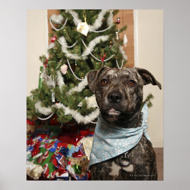 Póster Un pitbullón posando para un retrato de Navidades. (Frente)