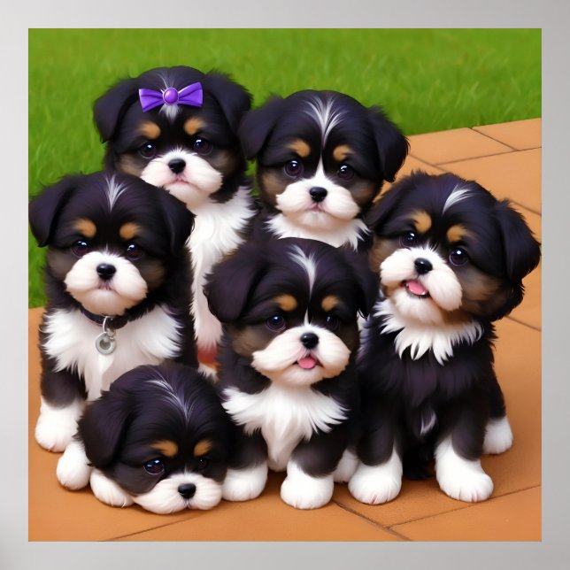 Póster Un poco de breves cachorros haitianos shih Tzu (Frente)