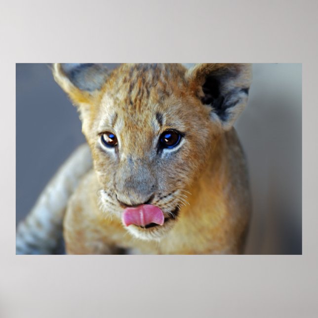 Póster Un poco de leones hambrientos (Frente)