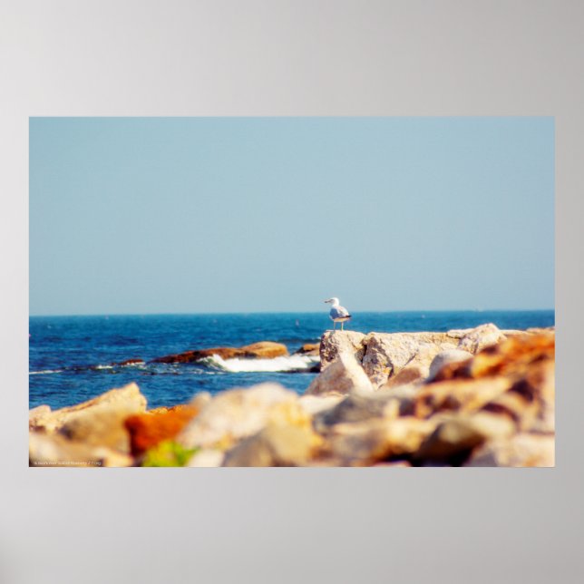 Póster Un post de Gull (Frente)