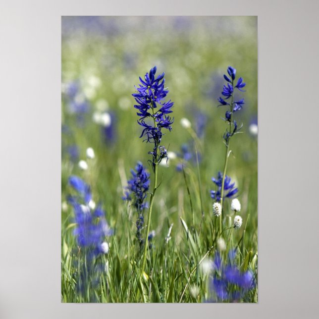 Póster Un prado de montaña de flores silvestres que inclu (Frente)