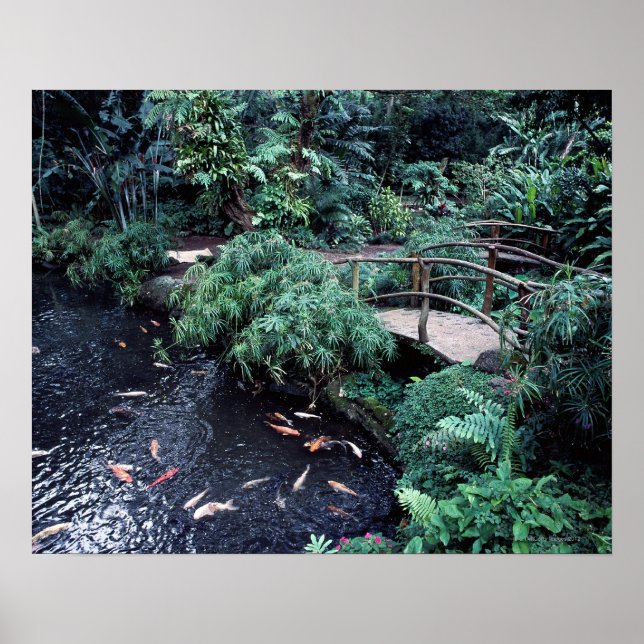 Póster Un puente sobre un estanque de peces dorados rodea (Frente)