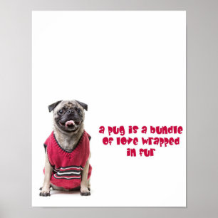 Póster Un Pug Es Un Conjunto De Amor Envuelto En Piel