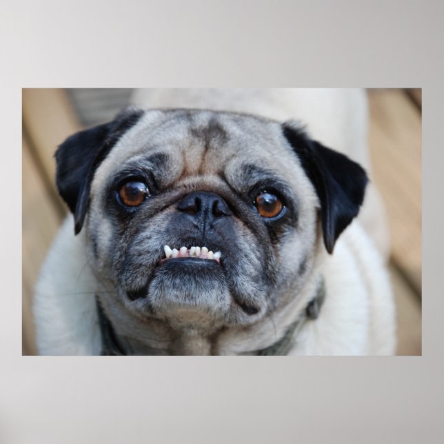 Póster Un Pug Sonriente (Frente)