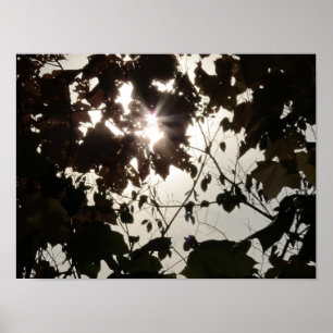 Póster Un punto brillante en un bosque oscuro