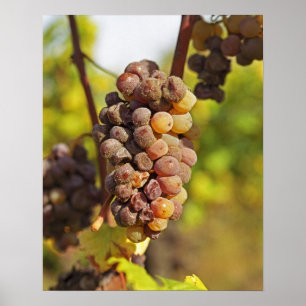Póster Un racimo de uva Semillon en el Ch Raymond Lafon