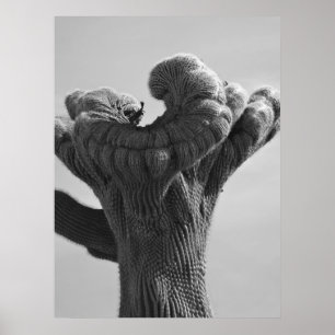 Póster Un raro Cactus de Saguaro