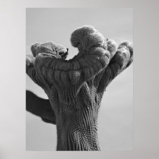 Póster Un raro Cactus de Saguaro