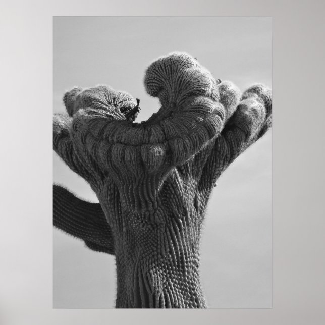 Póster Un raro Cactus de Saguaro (Frente)