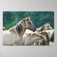 Un rebaño de caballos de Brumby de Australia