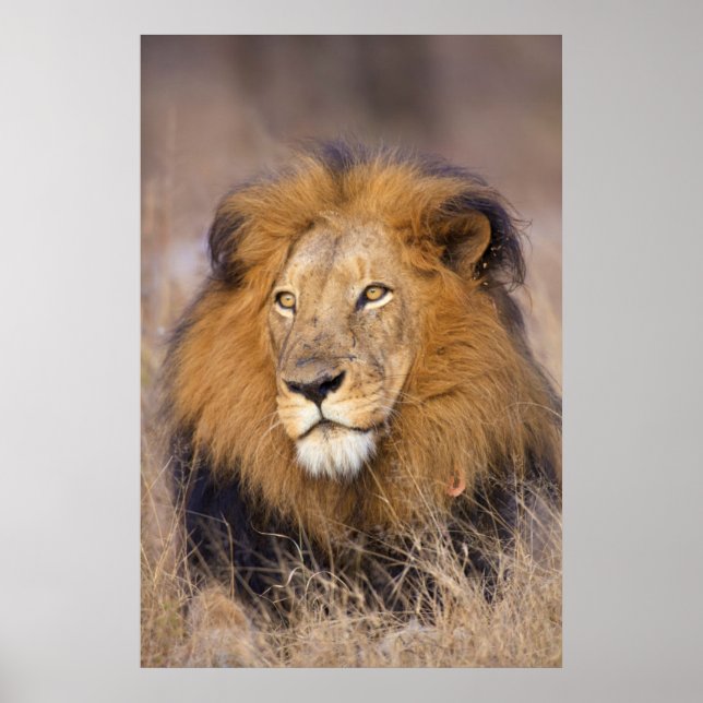 Póster Un retrato de un León mirando a la distancia (Frente)
