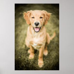 Póster Un retrato de un perrito del golden retriever