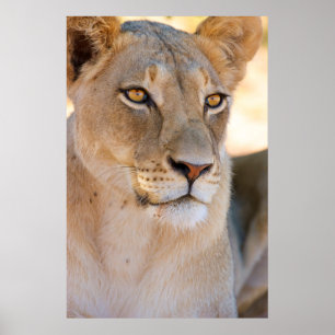 Póster Un retrato de una leona mirando a la distancia
