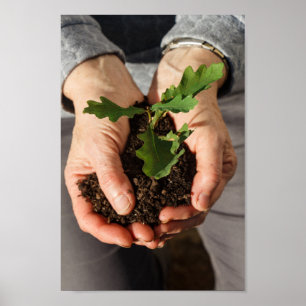 Póster Un roble pequeño en manos de una mujer