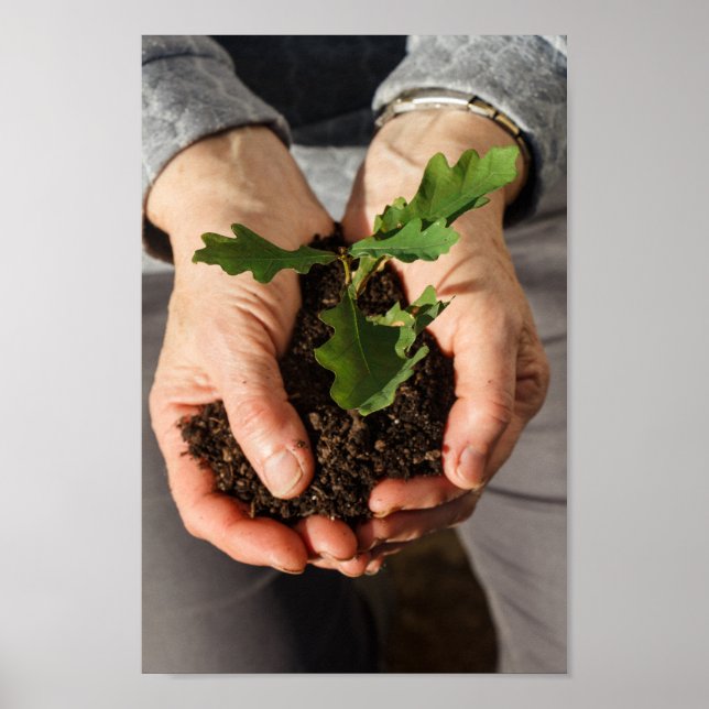 Póster Un roble pequeño en manos de una mujer (Frente)