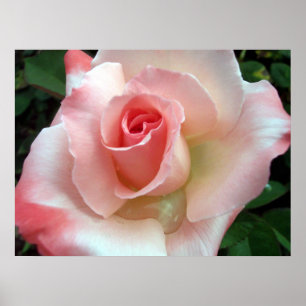 Póster Un rosa de cualquier otro nombre.