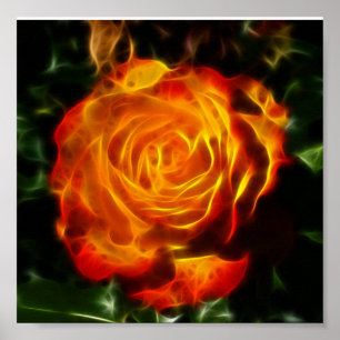 Póster Un Rosa espléndido en llamas