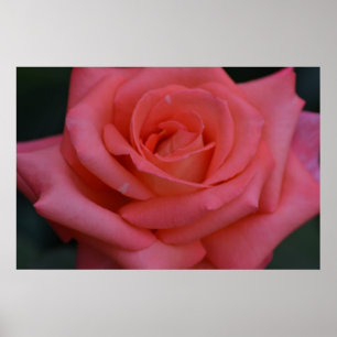 Póster Un Rosa Por Cualquier Otro Nombre
