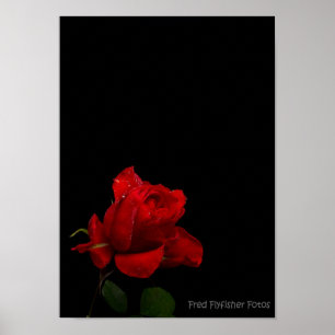 Póster Un rosa rojo