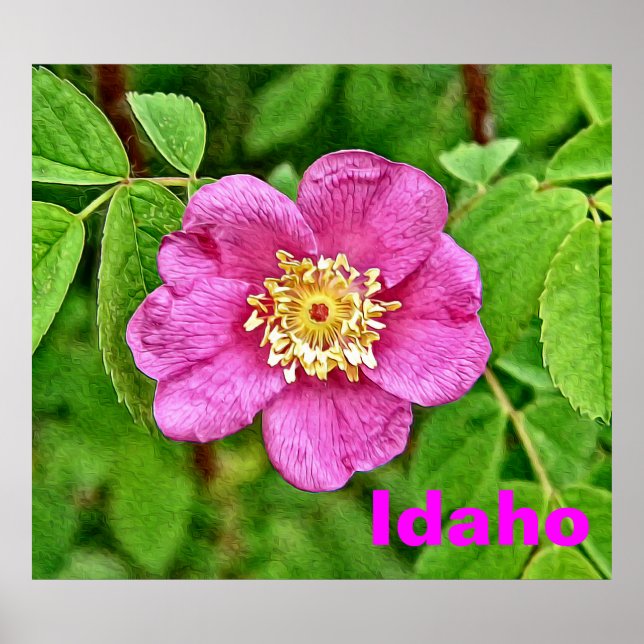 Póster Un Rosa salvaje - Idaho (Frente)