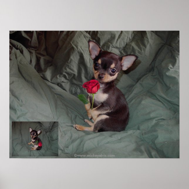 Póster Un Rosa sostiene una rosa roja (Frente)