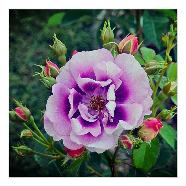 Póster Un rosa violeta (Anverso)