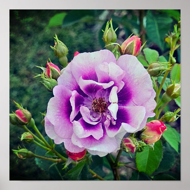 Póster Un rosa violeta (Frente)
