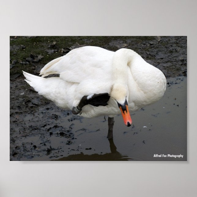 Póster Un saludo elegante (Frente)