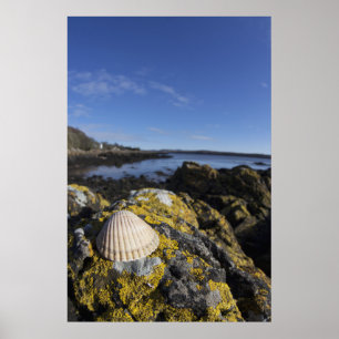Póster Un Seashell se sienta en una roca el   Dumfries,