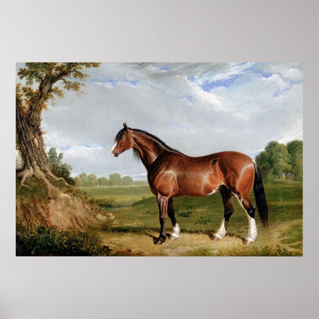 Póster Un semental Clydesdale (Frente)