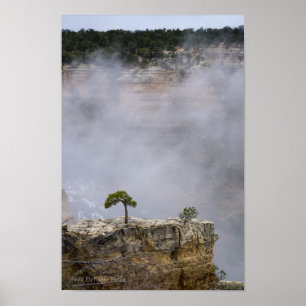 Póster Un solitario árbol del Gran Cañón