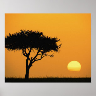 Póster Un solo árbol de acacia silueteado al amanecer, Ma