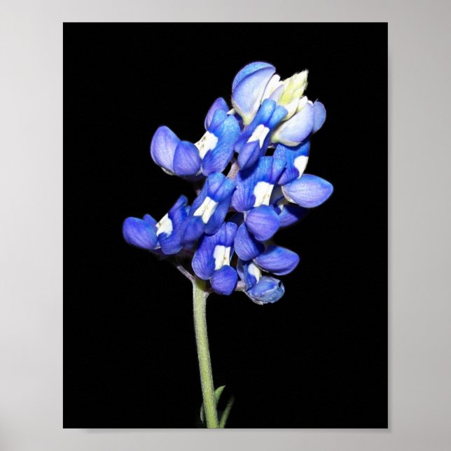 Póster Un solo Bluebonnet sobre fondo negro (Frente)