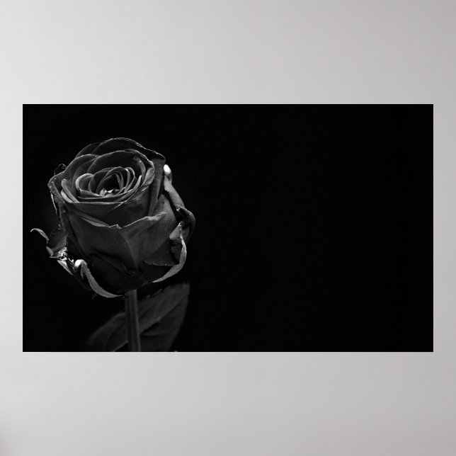 Póster Un solo Rosa negro (Frente)