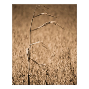 Póster Un solo tallo en campo