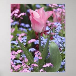 Póster Un tulipán en los jardines de Luxemburgo, París, F