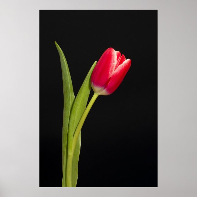 Póster Un tulipán rojo sobre fondo negro (Frente)