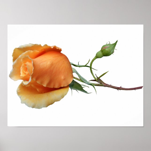 Póster Un único corte de rosa (Frente)