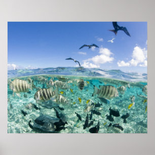 Póster Un viaje en safari por la laguna con Stingrays