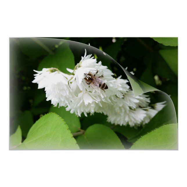 Póster Una abeja en una página (Anverso)