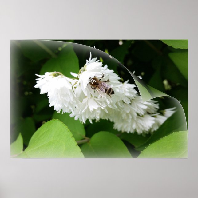 Póster Una abeja en una página (Frente)